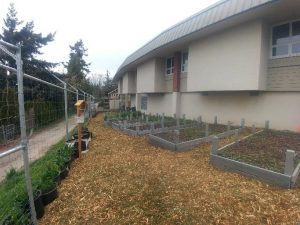 Children's Garden at Vic West Elementary, after the ground was covered with wood ships from Urban Tree Care.